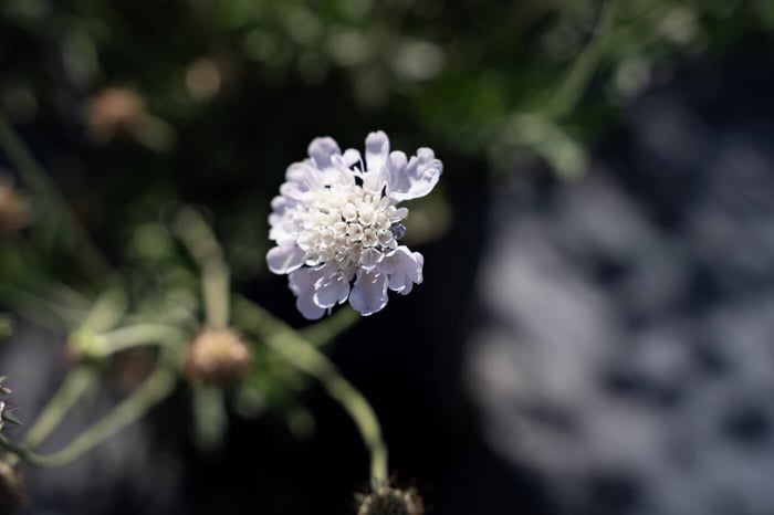 Pincushion Flowers Add Long-lasting Color to Your Landscape
