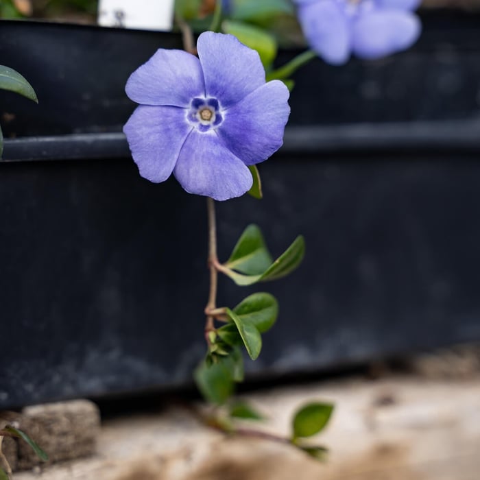 Vinca minor Bowels: A simple solution that works beautifully.