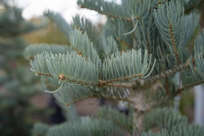 Blue Select White Fir is Majestic in Utah Landscapes