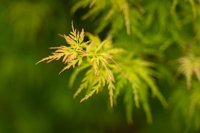 Unlocking the Secrets of Japanese Maples