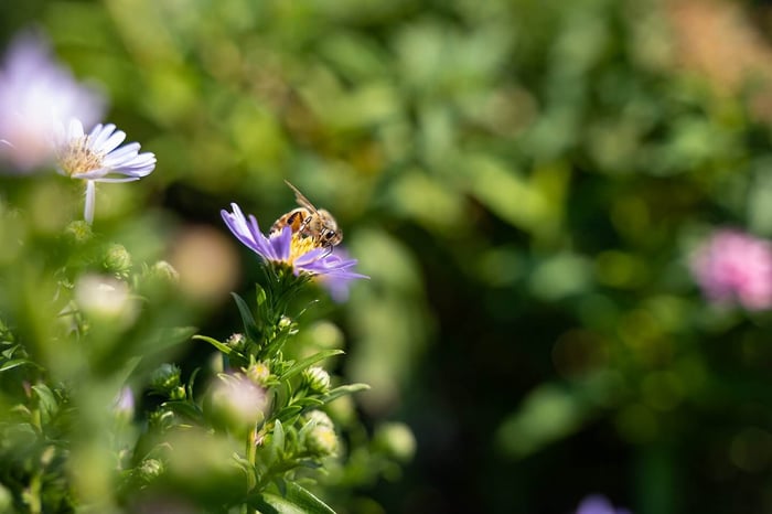 Where Fall Asters Shine in Landscape Design