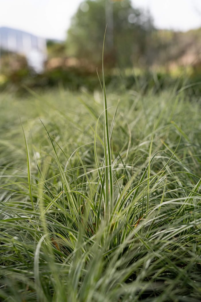 Sedge Grass: A Cool-Season Anchor for Intermountain Gardens