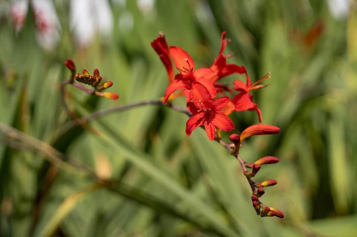 How To Use Montbretia Falling Stars in Your Landscape