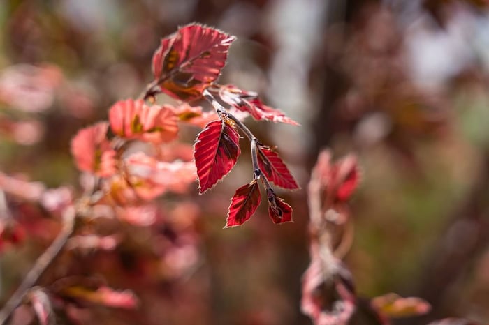 Tricolor Beech is a jewel of contrast