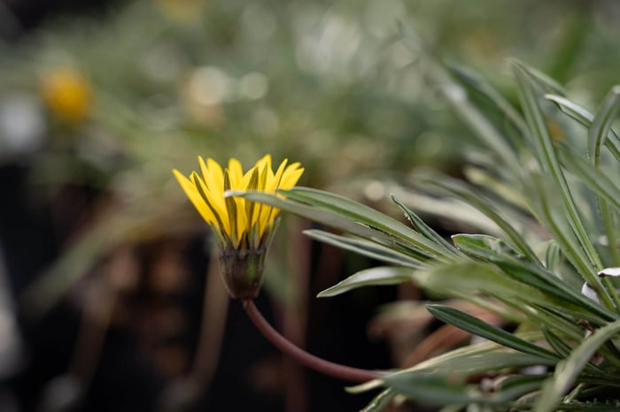 Treasure Flowers: a gold standard for dry, sunny sites