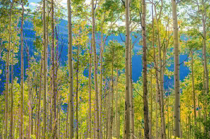 Removing Quaking Aspens From Your Landscape