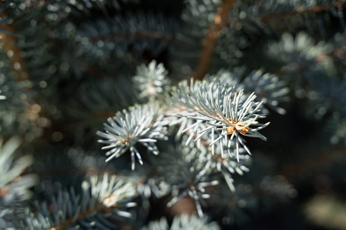 Colorado Blue Spruce: A Rocky Mountain Favorite