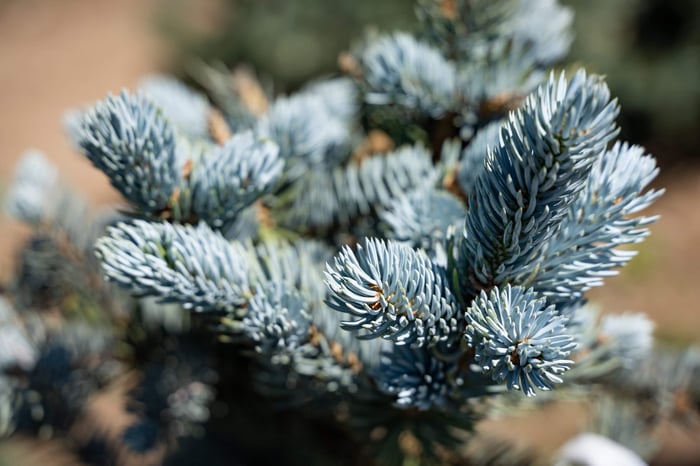 'Hoopsii' Colorado Blue Spruce—A Rocky Mountain Classic