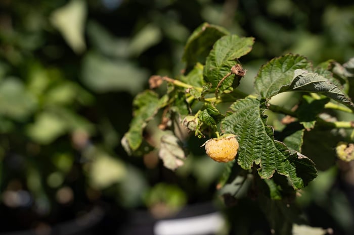 Why Fall Gold Fruiting Raspberry Belongs in Your Garden