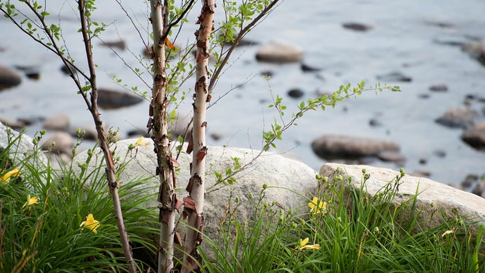 Planting Birch Trees in Vermont