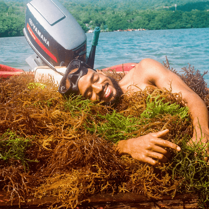 Sea moss 101 . What healing dreams are made of