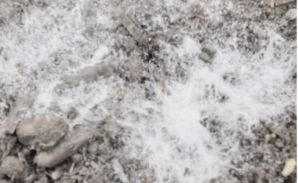 What is Living Organic Soil? What Does The Term Really Mean?