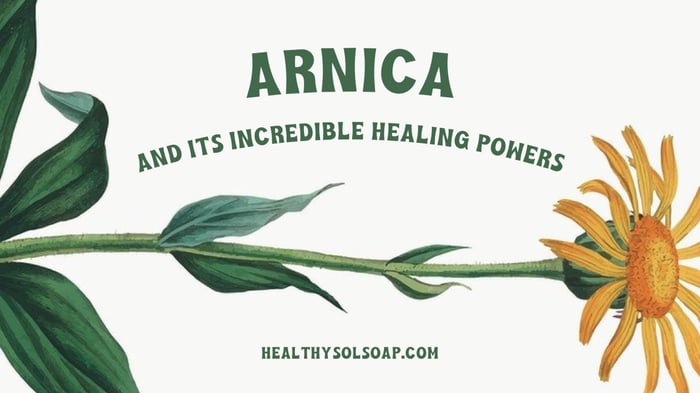Arnica and Its Incredible Healing Powers
