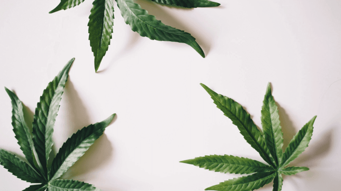 CBD vs. CBDA: How Are They Different?