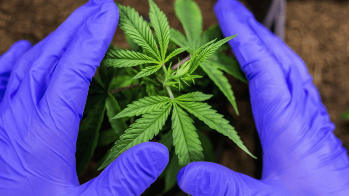 Hemp-Derived Delta 9 vs. Delta 8: Unpacking the Differences and Similarities