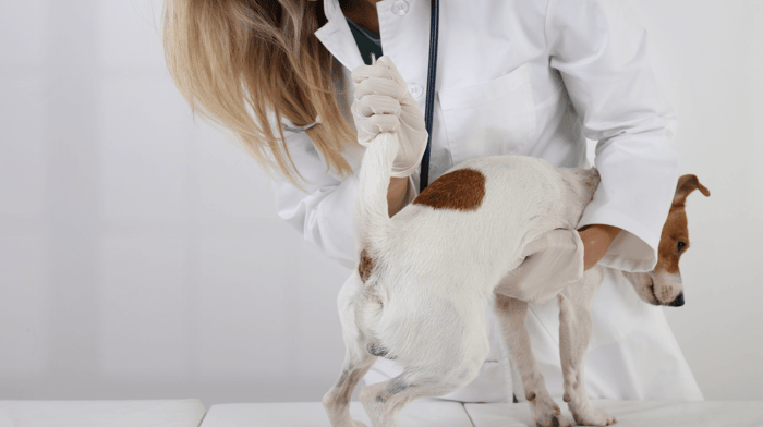 Should I express my dog's anal glands?