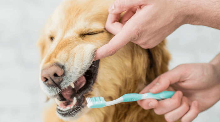 Dog Dental Care 101