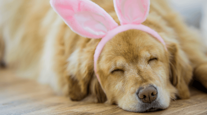 How to do an Easter egg hunt for your dog?