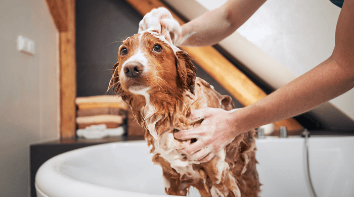Tips For Bathing Your Dog