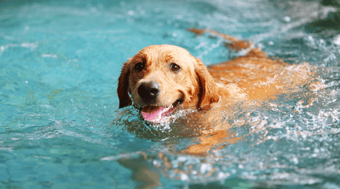 Can Dogs Swim?