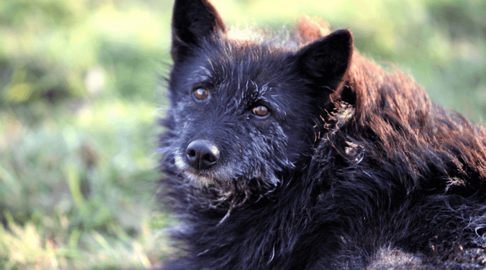 How To Look After An Elderly Dog