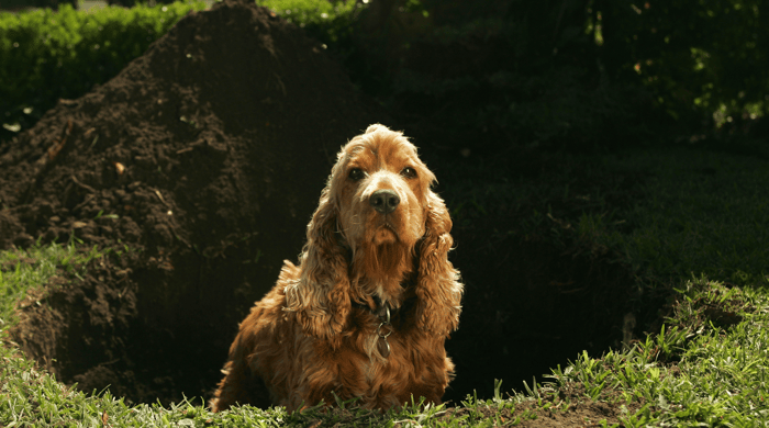 Why Do Dogs Dig?
