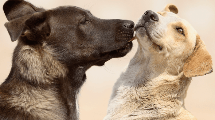 Do Dogs Kiss?