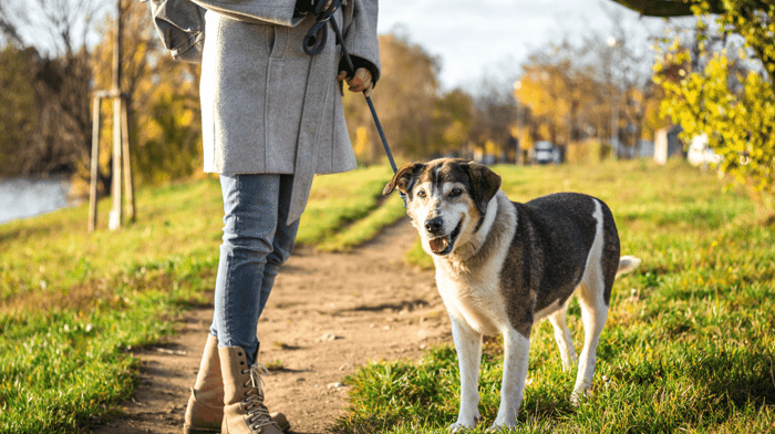 How Much Should I Exercise My Old Dog?
