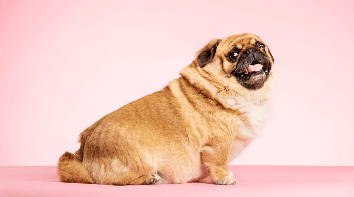 How To Control My Dogs Weight?