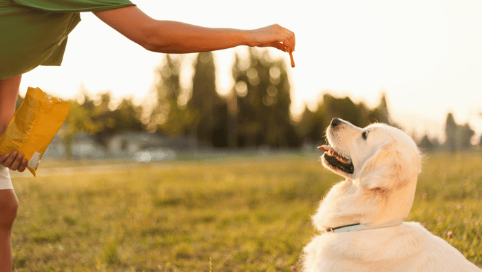 10 Most Trainable Dog Breeds