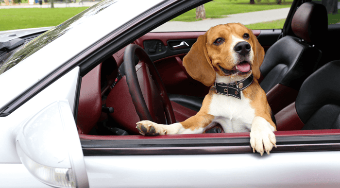 Dog Car Safety