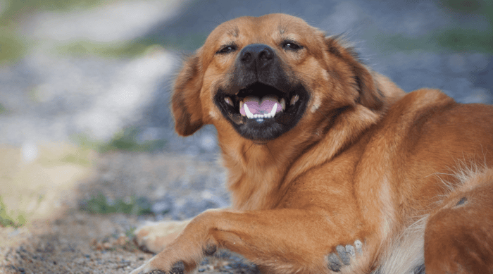 Why Is My Dog Farting...