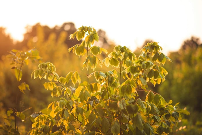 Does Forest Bathing Work to Boost Mental Health?