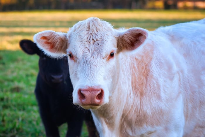 NLIS Tag Reader: The Ultimate RFID Ear Tag Scanner for Efficient Cattle Management