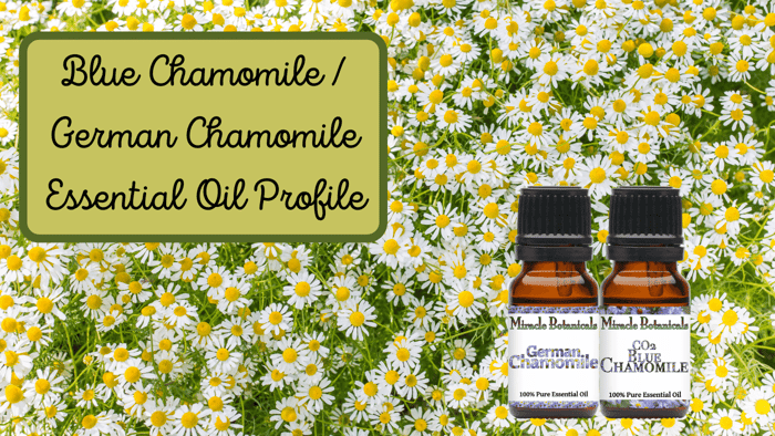 Blue Chamomile Essential Oil Profile