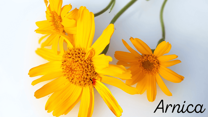 Arnica Essential Oil for Arthritis, Healthy Hair, Skin & Muscles