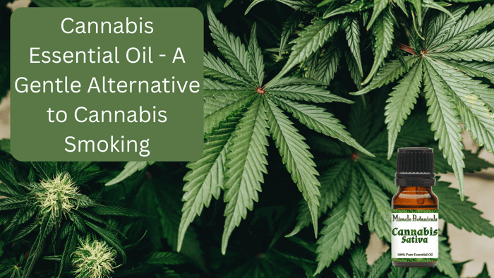 Cannabis Essential Oil: A Gentle Alternative to Cannabis Smoking