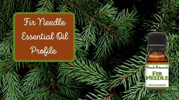 Siberian Fir Needle Essential Oil Benefits & Chemistry