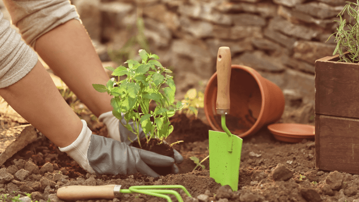 5 Best Essential Oils for Gardening