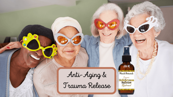 Helichrysum Italicum Hydrosol