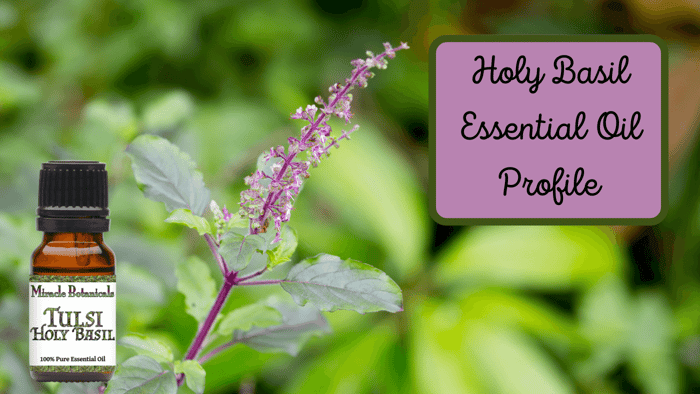 Holy Basil Essential Oil (Tulsi) Profile