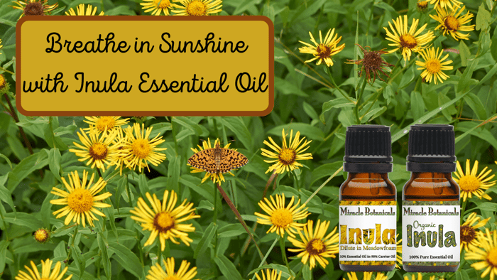 Inula Essential Oil (Fragrant Aster)-  A Breath of Pure Sunshine!