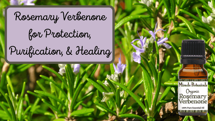 Rosemary: Good for Hair & More