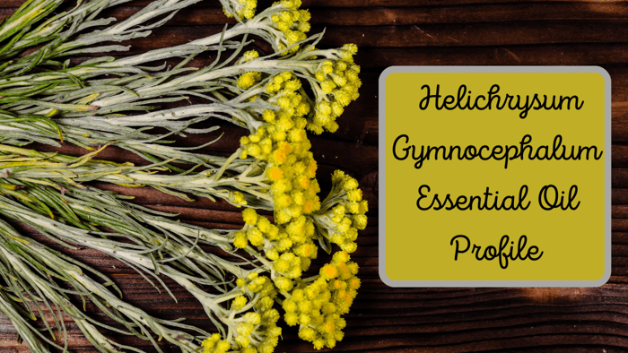 The Low Down on Helichrysum Gymnocephalum