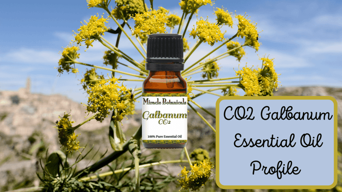 The Wonders of Galbanum Essential Oil