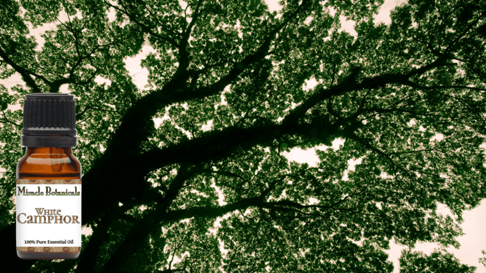 White Camphor Essential Oil