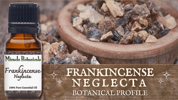 Frankincense Neglecta Essential Oil Profile