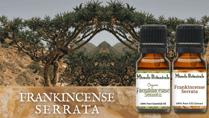 Frankincense Serrata Essential Oil Benefits