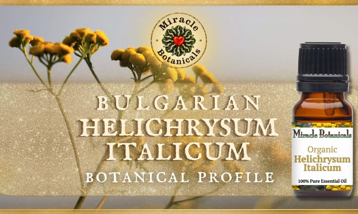 Helichrysum Italicum