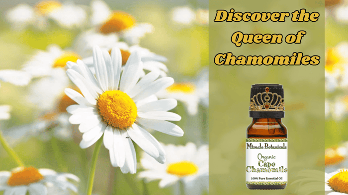 Cape Chamomile Essential Oil Benefits